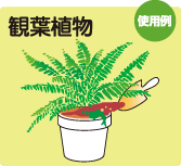使用例　観葉植物